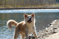 ������ϡ�ر����س�ʲô��