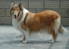 ���ﹷ��ë��12��ԭ�򣡣�ͼ��