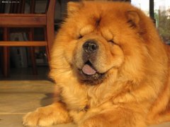 ��ʨȮ��ëë������ô�죿��ʨ�Ļ���������