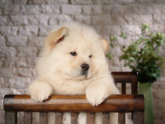 ��ʨ���ݻ����ֲᣨͼ��