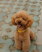 ̩����׵������ô��