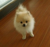 ����˫������ԭ��ͼ��