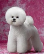 ���ܹ�����ë��ԭ��Ԥ������ͼ��