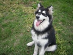 ĸ��ι���ٽ���Ȯ�����ɳ���ͼ��