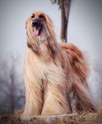 ��ë����ë���߸��������أ���ͼ��