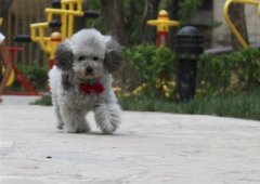 ̩�ϻ��г�ʲô�ã�ͼ��