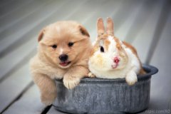 ��������ȱ�Ƴ�ʲô�ã�