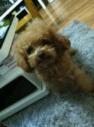 ̩�Ϲ���ë�𣿵�ë��ô�죿��ͼ��