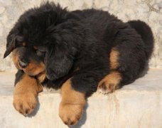 ��������ǳ�ʲô�ã�ͼ��