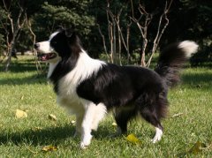 ��������ȱ�Ƴ�ʲô�ã�