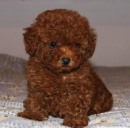 �������ȳ����ô��