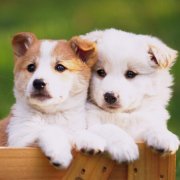 ��ô��С�����ƣ�ͼ��