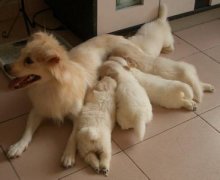 ����������ε�����ͼ��