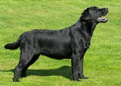 ���ѩ��Ȯ��������ô��(ͼ)