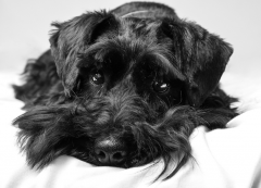 ѩ������ôι��