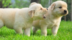 ��ë��Ȯ��ʲô��