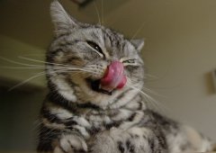 èèƶѪ��ô�죿��ʲô����Ӫ����