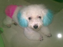 ̩��С����ʲô�̷ۺã�