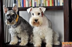 ѩ�����ʲô�̷ۺã�