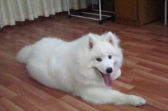 ��ĦҮ��������ô�죨ͼ��