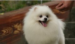 ������ʳֻ��ˮ��ô�죿