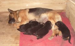 �������̳����೤ʱ�����Զ��̣�