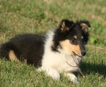 û���̵Ŀɿ���ô������