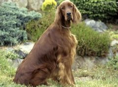 ������ѩ��Ȯ��ð��ô�죨ͼ��