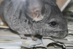 ��è��Ӫ������