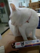 è��ʲôӪ����