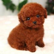 ̩����Ȯ��ʲô�̷ۣ���ͼ��