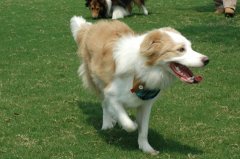 ���������ʲô���̷ۣ�