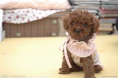 ��θ�̩����Ȯ���̣�