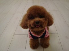 ���Ż�³�ʲô