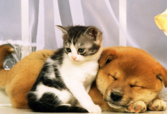 ����Ȯ�����ֳ���Ӫ����