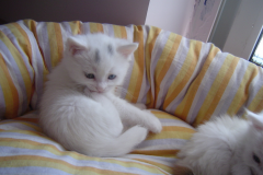 ��������è��ʲô�ã�èӪ�����ĸ��ã�