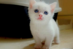 ��è��ôι������èӪ����Ӧ��ʲôʱ��ι��