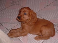 �ɿ�Ȯι���������ܣ�ͼ��