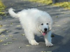 �������ô������ͼ��