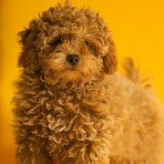 ���еĹ����ʲô�ã�ͼ��