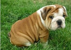 ��ʿ�����Ȯ������ô���£�����ͼ��