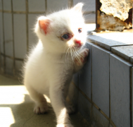 è����è����ԭ��èӪ�������Ǯ