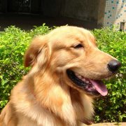 �ĸ��½�ë��ʲô�ã�ͼ��