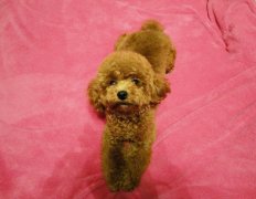 ̩�Ϻ�ʲô�̷ۣ�