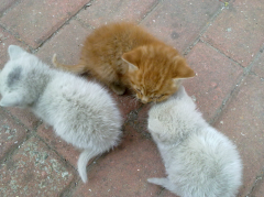 ����è��ι������������Ӫ�����ĸ����Ӻ�