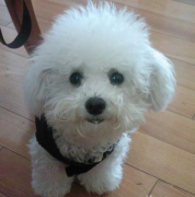 ������Ȯ���̺��ʲô��