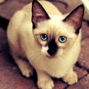 ����è��ô����ͼ��