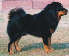 ����С�����׶��̷ۺ���