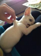 èèӪ��������ʲô��