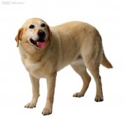 ��������С����ʲô�̷ۺ�